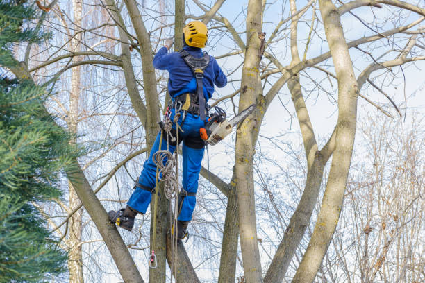 Churchville, PA Tree Removal Services Company