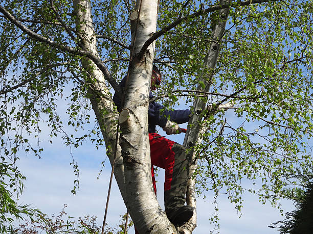 How Our Tree Care Process Works  in  Churchville, PA