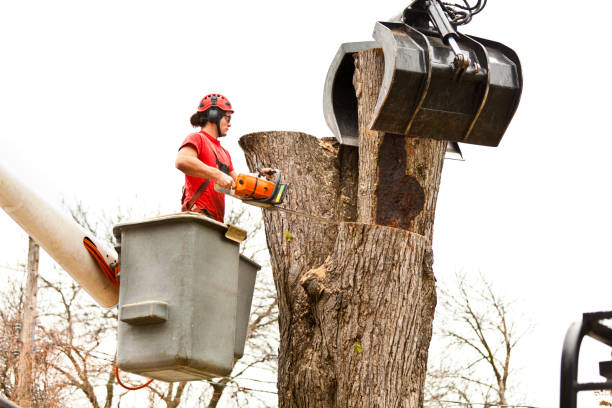 Tree and Shrub Care in Churchville, PA